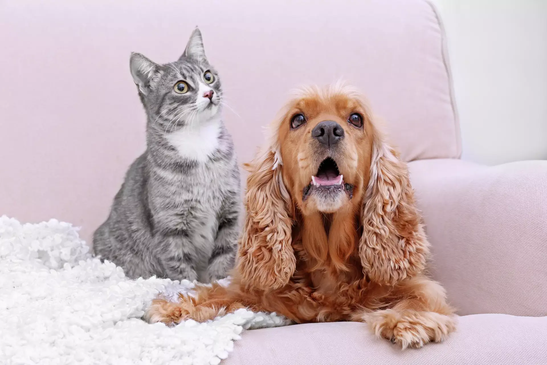 Veterinary team at Boulevard Veterinary Hospital Lancaster